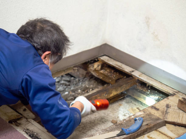 Best Black Mold Removal  in South Berwick, ME