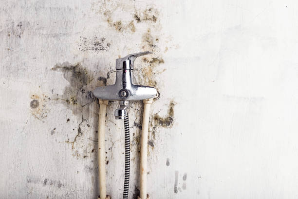 Best Mold Removal Near Me  in South Berwick, ME