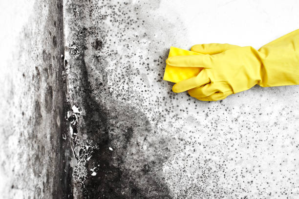 Best Mold Testing  in South Berwick, ME