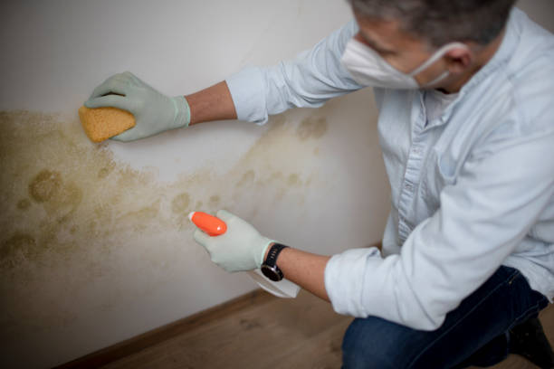 Best Local Mold Removal Service  in South Berwick, ME