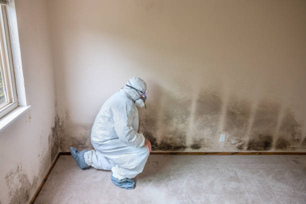 Best Attic Mold Removal  in South Berwick, ME