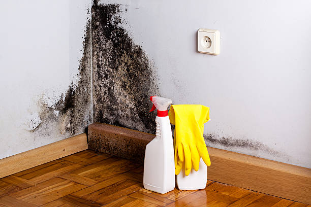 Best Emergency Mold Removal  in South Berwick, ME