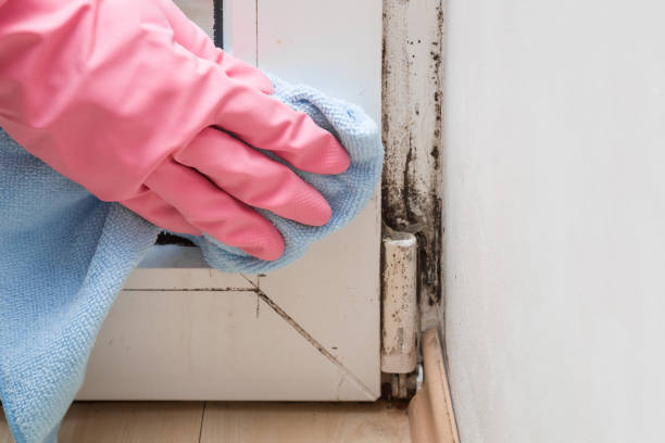 Trusted South Berwick, ME Mold Removal Experts