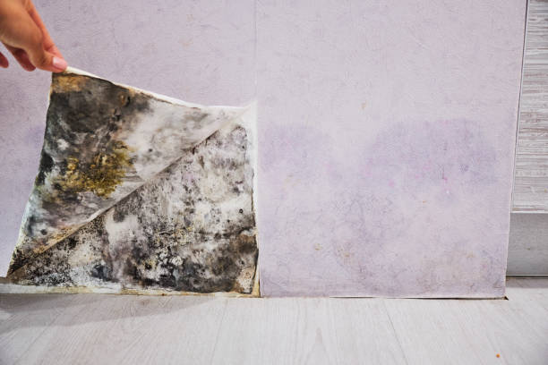 Best Best Mold Removal Companies  in South Berwick, ME